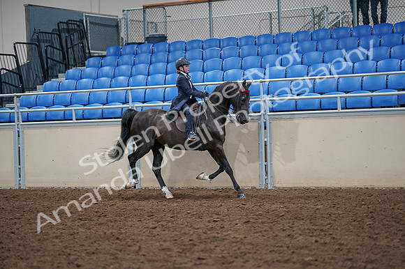 2020 - AB Morgan Horse - Fri, Sept 04 - 03131