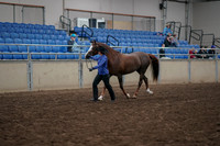 2019 Morgan Horse Show - Aug 31, 2019 - 02905