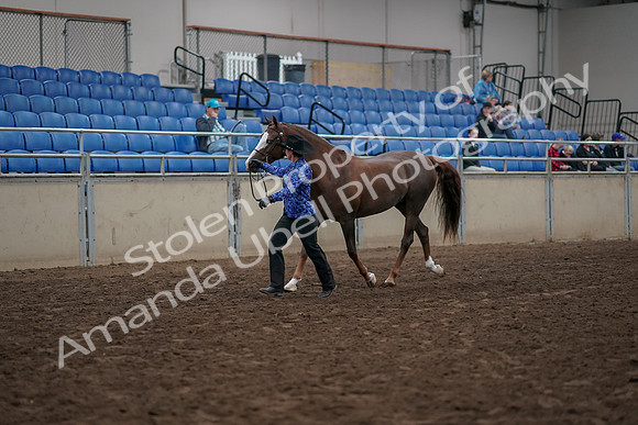 2019 Morgan Horse Show - Aug 31, 2019 - 02905