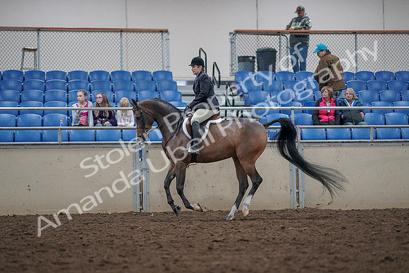 2019 Morgan Horse Show - Aug 31, 2019 - 15992