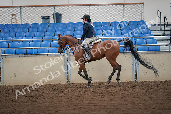 2019 Morgan Horse Show - Aug 30, 2019 - 16377