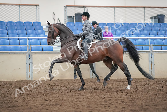 2019 Morgan Horse Show - Aug 30, 2019 - 20187