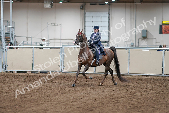2020 - AB Morgan Horse - Fri, Sept 04 - 07862