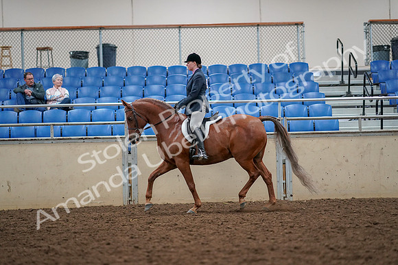 2019 Morgan Horse Show - Aug 30, 2019 - 22323