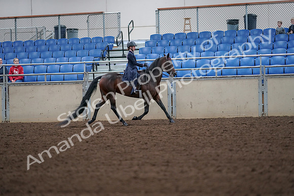 2019 Morgan Horse Show - Aug 30, 2019 - 18034