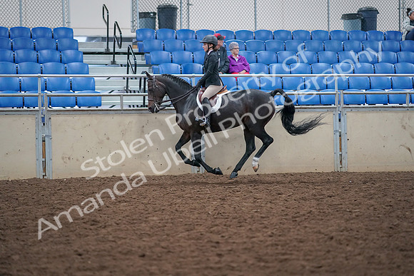 2019 Morgan Horse Show - Aug 30, 2019 - 20638