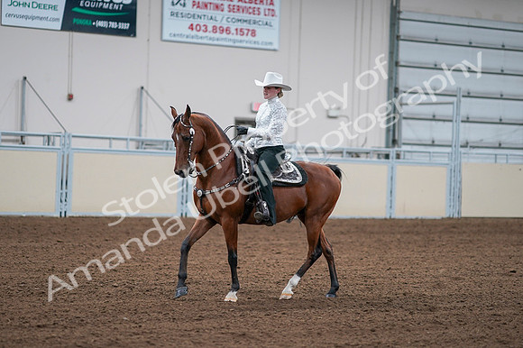 2020 - AB Morgan Horse - Fri, Sept 04 - 03581