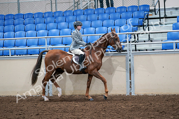 2020 - AB Morgan Horse - Fri, Sept 04 - 03112