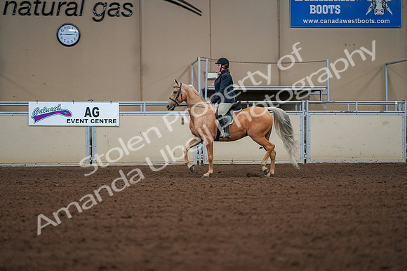 2019 Morgan Horse Show - Aug 30, 2019 - 16178
