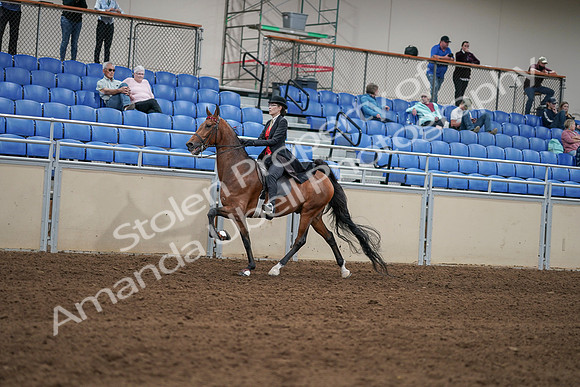 2020 - AB Morgan Horse - Sat, Sept 05 - 06728