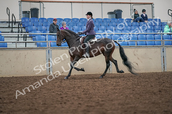 2019 Morgan Horse Show - Aug 30, 2019 - 20139