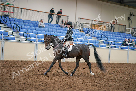 2020 - AB Morgan Horse - Sat, Sept 05 - 14277