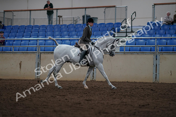2019 Morgan Horse Show - Sept 01, 2019 - 08828