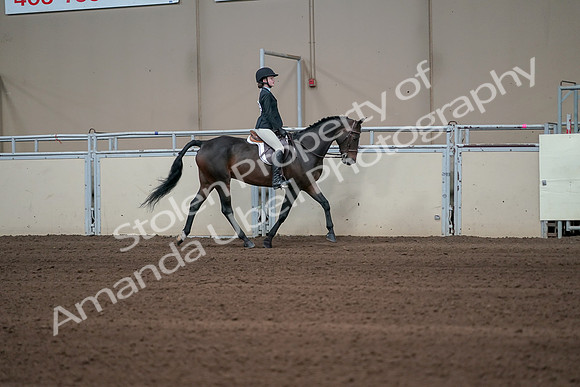 2019 Morgan Horse Show - Sept 01, 2019 - 03788
