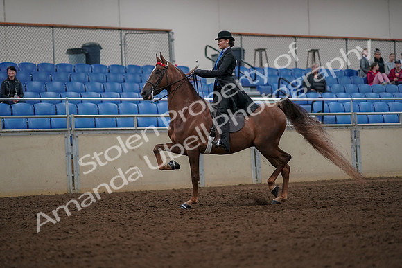 2019 Morgan Horse Show - Aug 30, 2019 - 25120