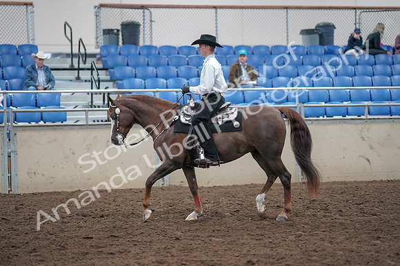 2019 Morgan Horse Show - Aug 31, 2019 - 14114