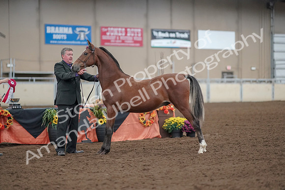 2019 Morgan Horse Show - Aug 30, 2019 - 25642