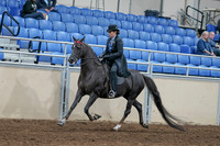2020 - AB Morgan Horse - Sat, Sept 05 - 00824