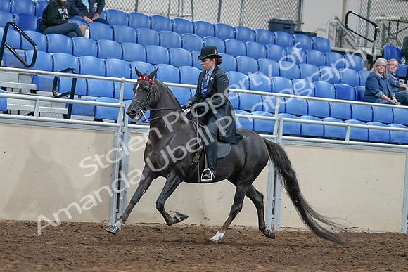 2020 - AB Morgan Horse - Sat, Sept 05 - 00824