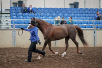 2019 Morgan Horse Show - Aug 31, 2019 - 02912