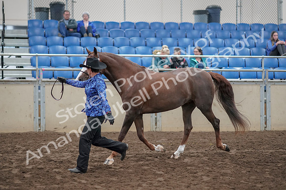 2019 Morgan Horse Show - Aug 31, 2019 - 02912