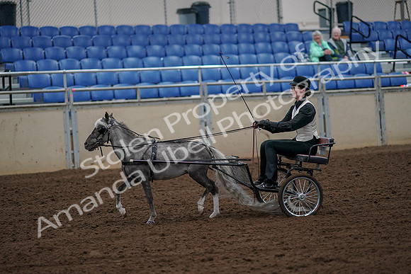 2019 Morgan Horse Show - Aug 30, 2019 - 13139