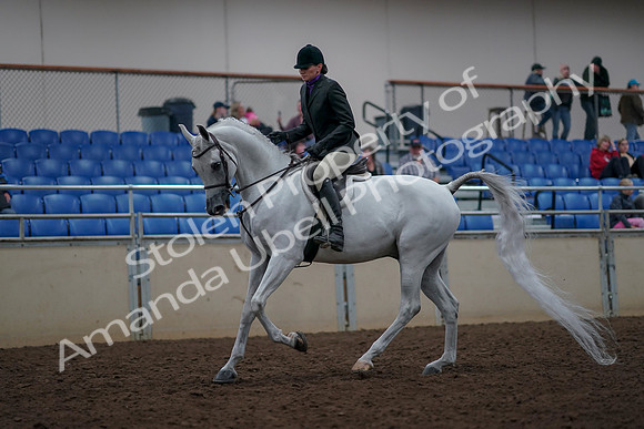 2019 Morgan Horse Show - Aug 31, 2019 - 16015