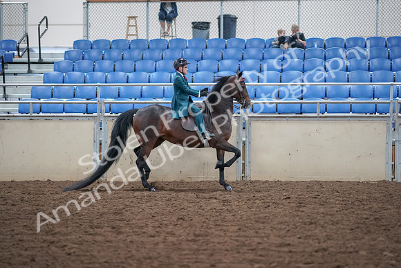 2019 Morgan Horse Show - Aug 30, 2019 - 18174