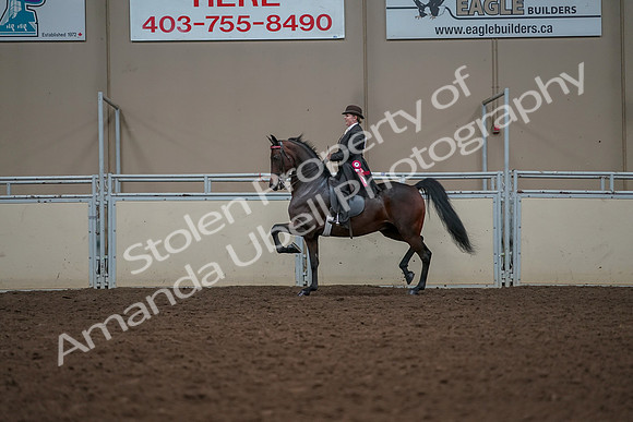 2019 Morgan Horse Show - Aug 30, 2019 - 28335