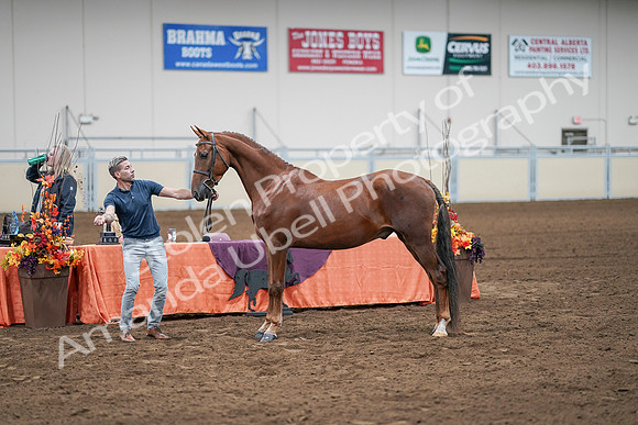 2020 - AB Morgan Horse - Sat, Sept 05 - 00225