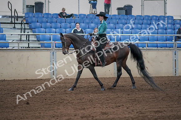 2019 Morgan Horse Show - Sept 01, 2019 - 06802