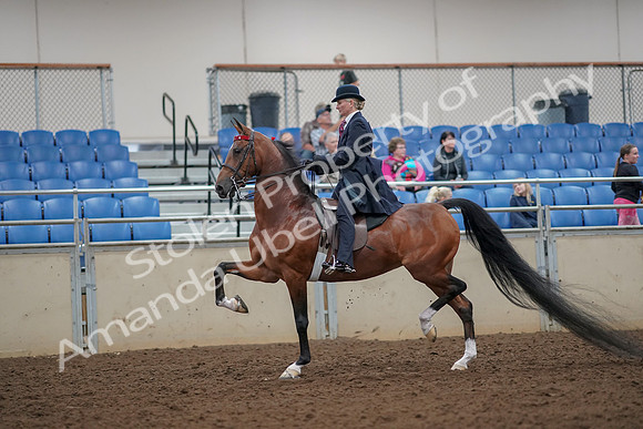 2019 Morgan Horse Show - Aug 30, 2019 - 25078