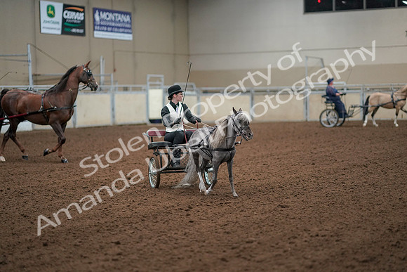 2019 Morgan Horse Show - Aug 30, 2019 - 13331