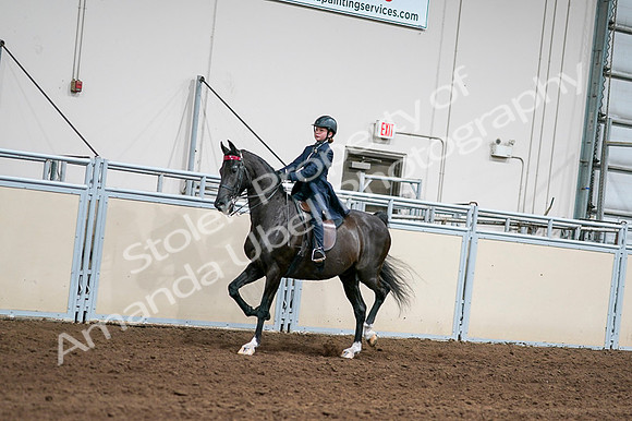 2020 - AB Morgan Horse - Fri, Sept 04 - 03002