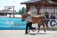 203 - HA Performance Halter Geldings