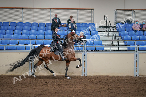 2020 - AB Morgan Horse - Sat, Sept 05 - 06809