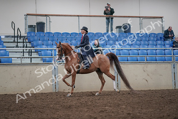 2019 Morgan Horse Show - Aug 31, 2019 - 08546