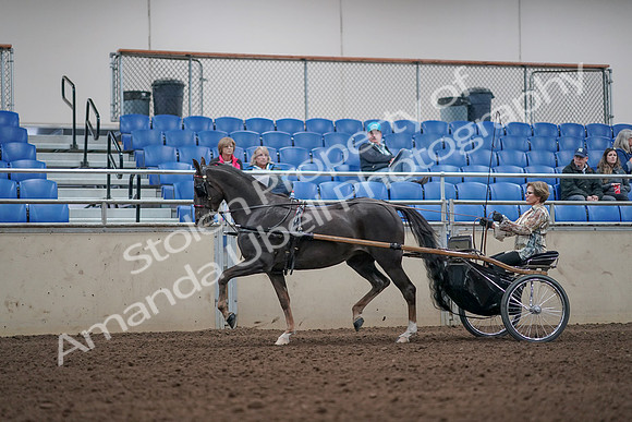 2019 Morgan Horse Show - Aug 31, 2019 - 10257