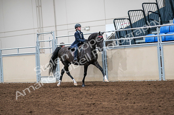 2020 - AB Morgan Horse - Fri, Sept 04 - 03125