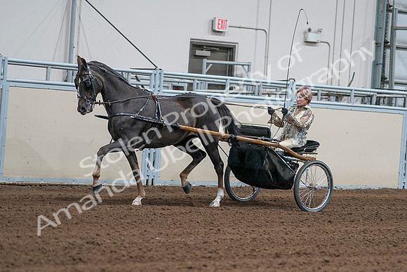 2020 - AB Morgan Horse - Sat, Sept 05 - 05872