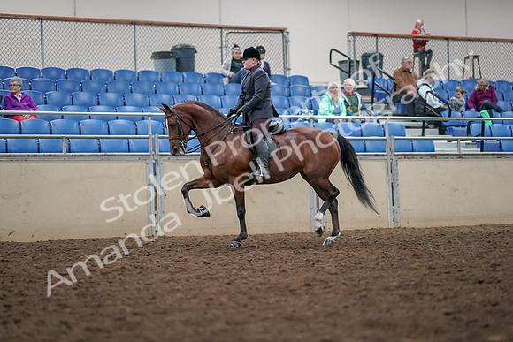 2019 Morgan Horse Show - Aug 30, 2019 - 20427