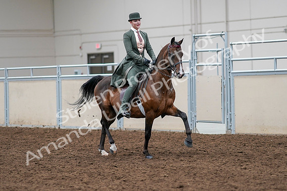2020 - AB Morgan Horse - Fri, Sept 04 - 03407