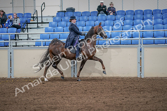 2020 - AB Morgan Horse - Fri, Sept 04 - 08091