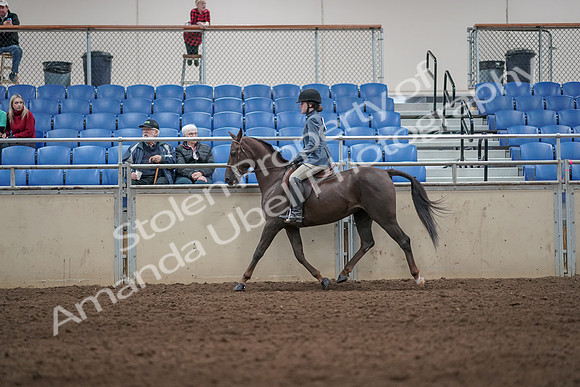 2019 Morgan Horse Show - Aug 31, 2019 - 07207
