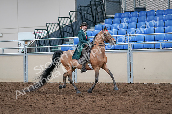 2020 - AB Morgan Horse - Sat, Sept 05 - 13868