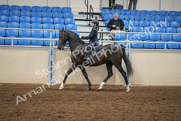 2020 - AB Morgan Horse - Fri, Sept 04 - 02988