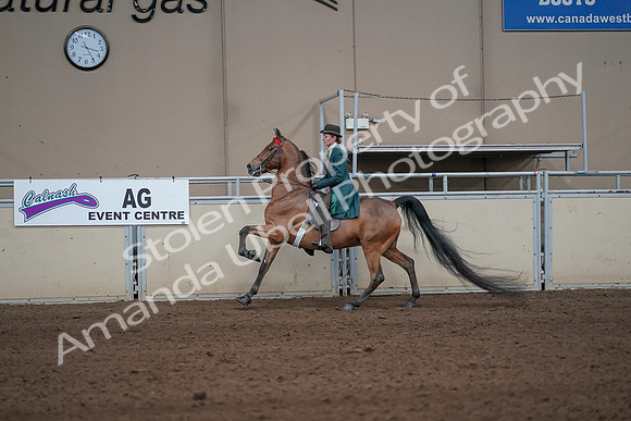 2019 Morgan Horse Show - Sept 01, 2019 - 13249