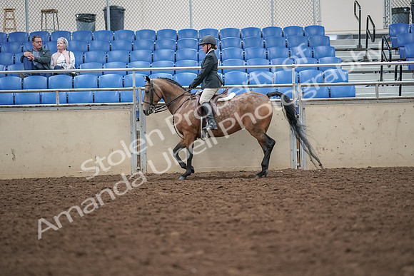 2019 Morgan Horse Show - Aug 30, 2019 - 20044