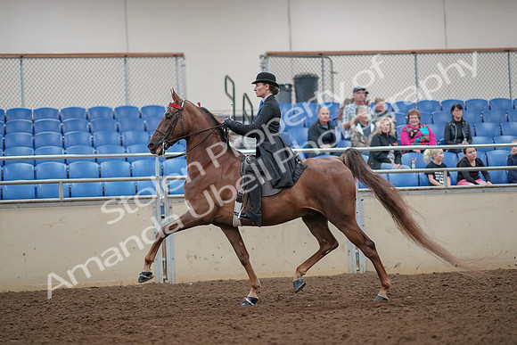 2019 Morgan Horse Show - Aug 30, 2019 - 25056
