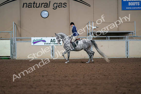 2019 Morgan Horse Show - Aug 30, 2019 - 16144